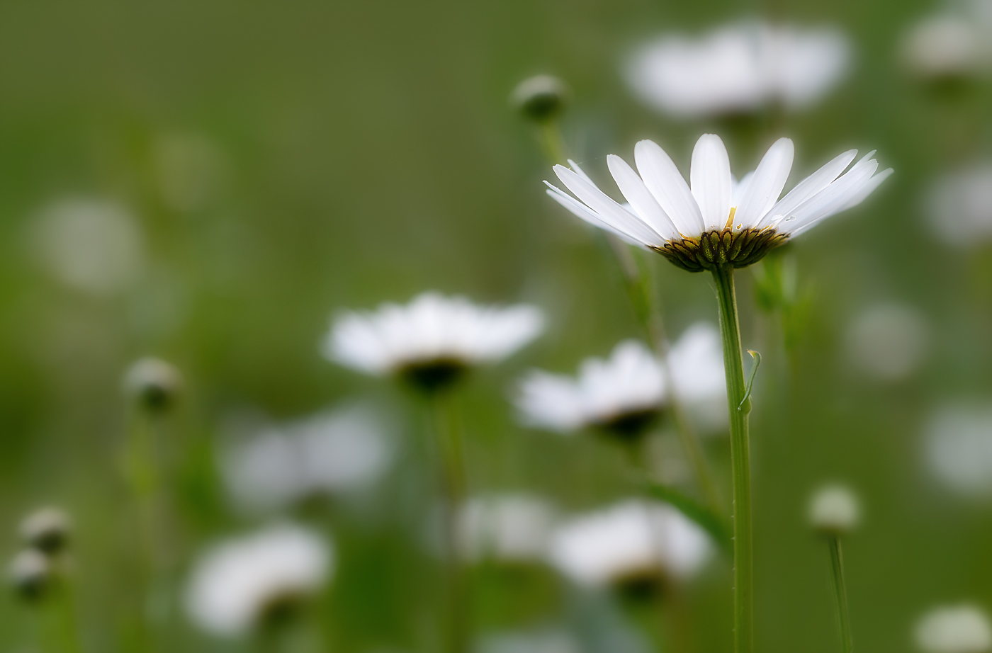 Auf der Wiese