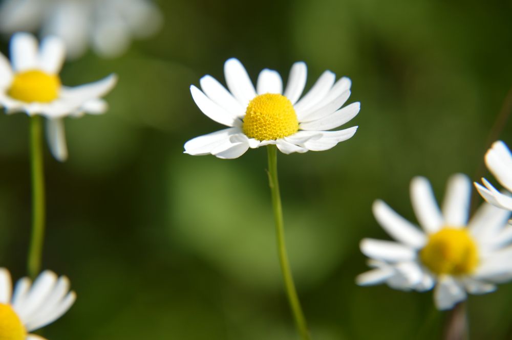 Auf der Wiese...