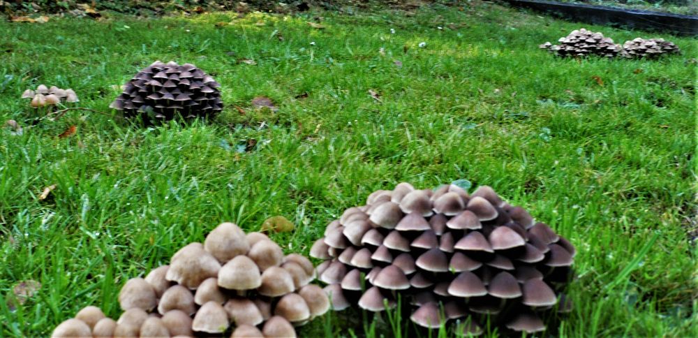 auf der Wiese der Pilze .°.° Foto & Bild pflanzen, pilze & flechten
