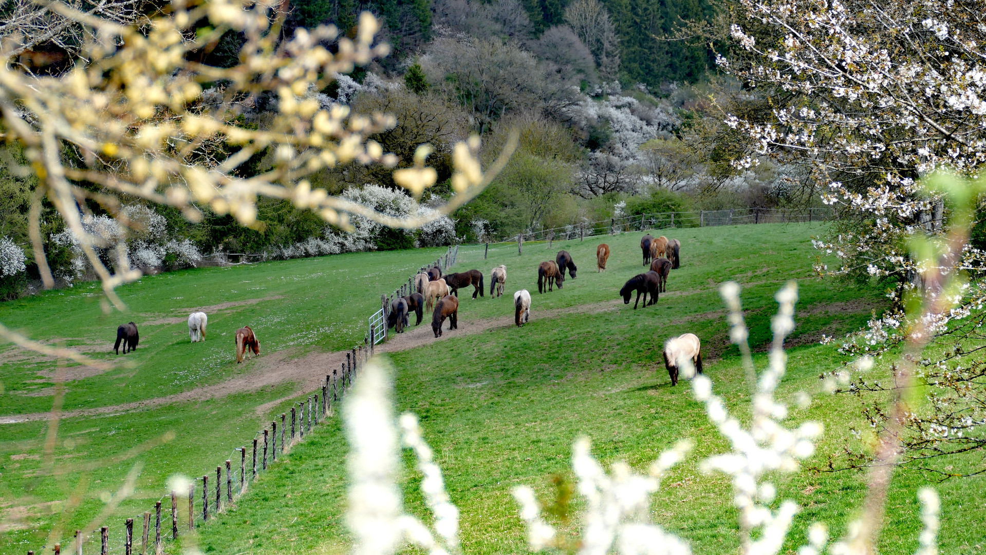 auf der Wiese 