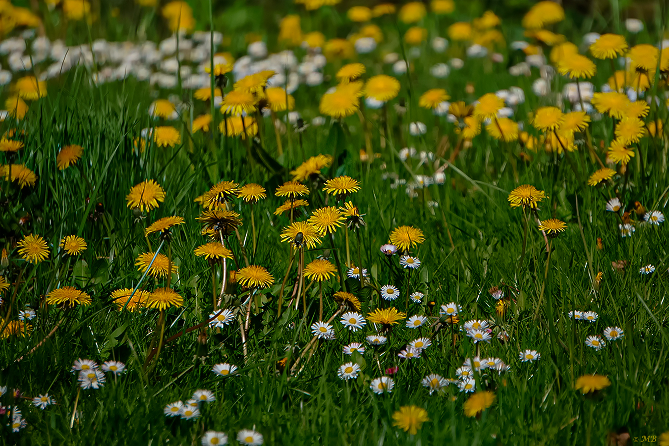 auf der Wiese....