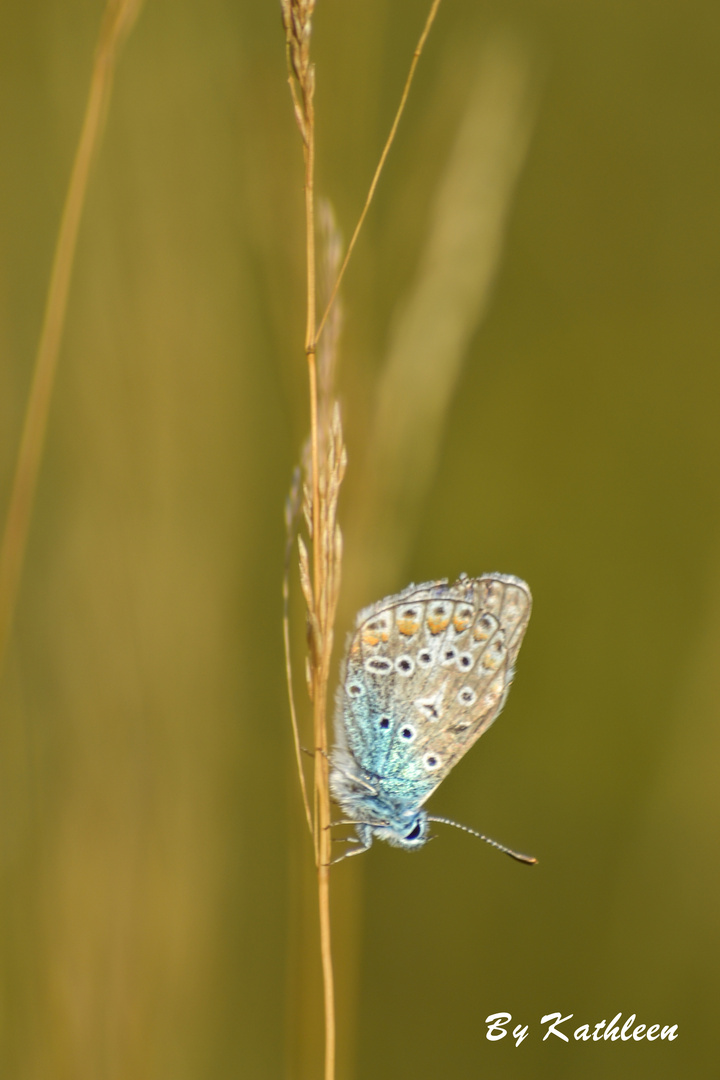 Auf der Wiese