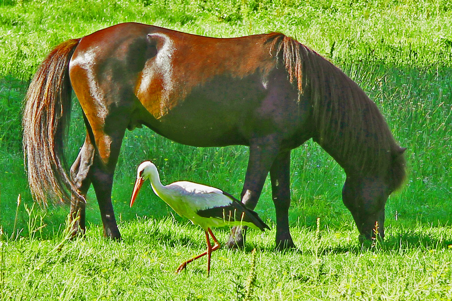 Auf der Wiese