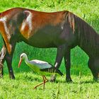 Auf der Wiese