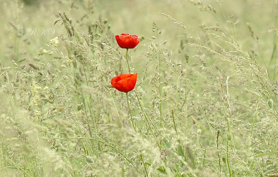 ***Auf der Wiese***