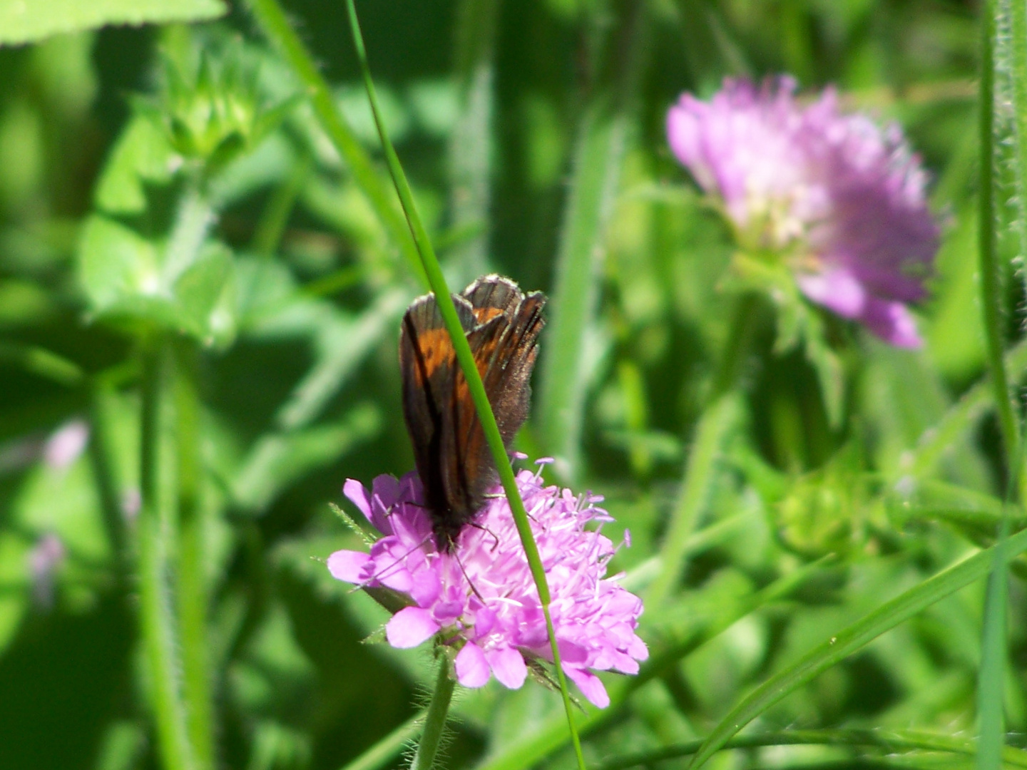 Auf der Wiese ein kleiner Schmetterling