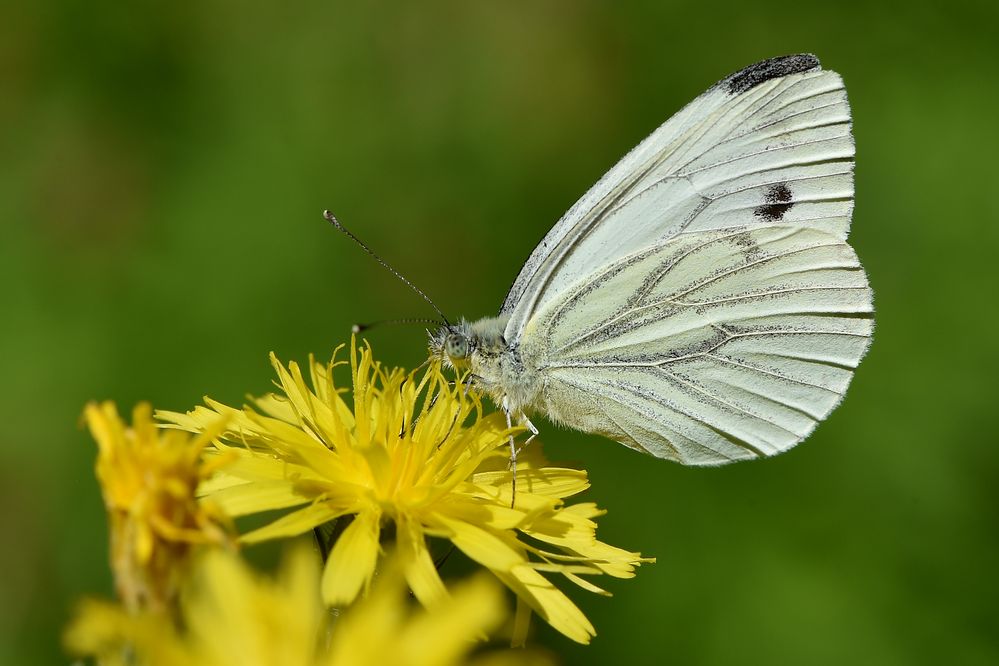 Auf der Wiese