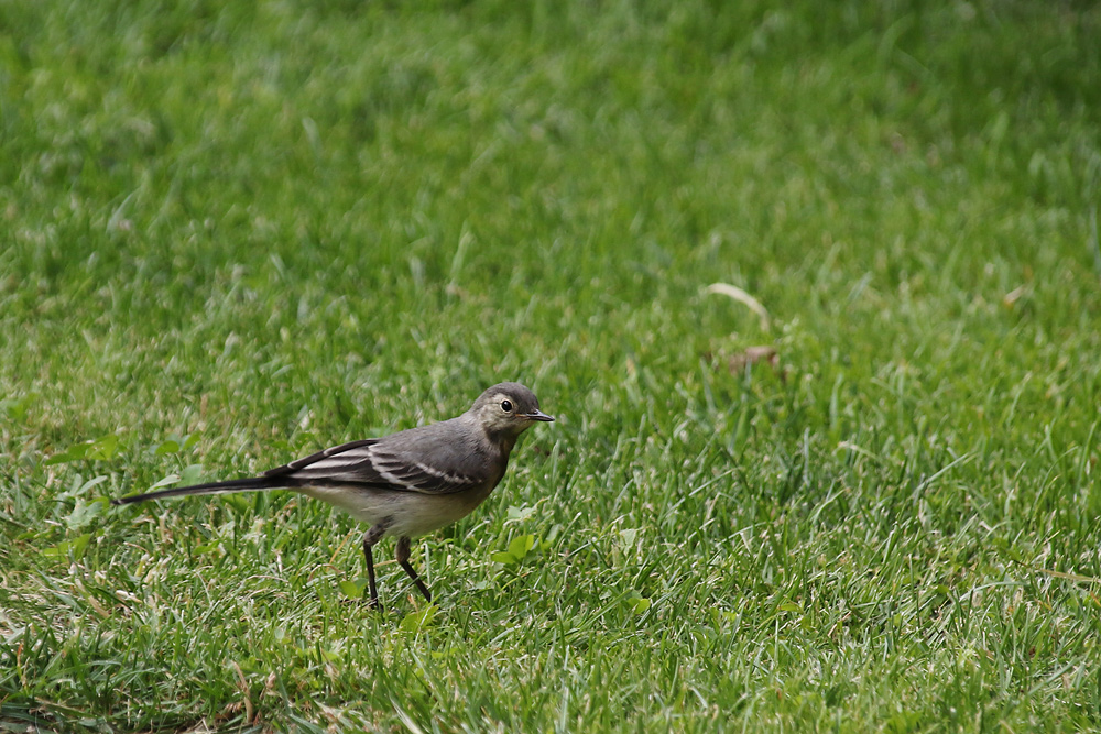 auf der Wiese