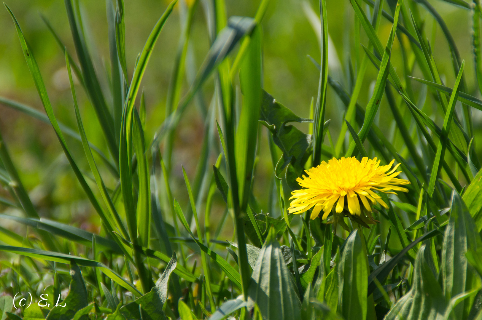 Auf der Wiese