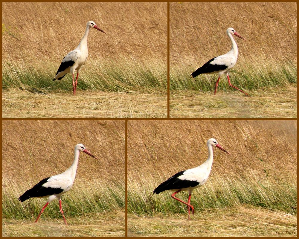 Auf Der Wiese Gehet Was Auf Der Wiese Gehet Was