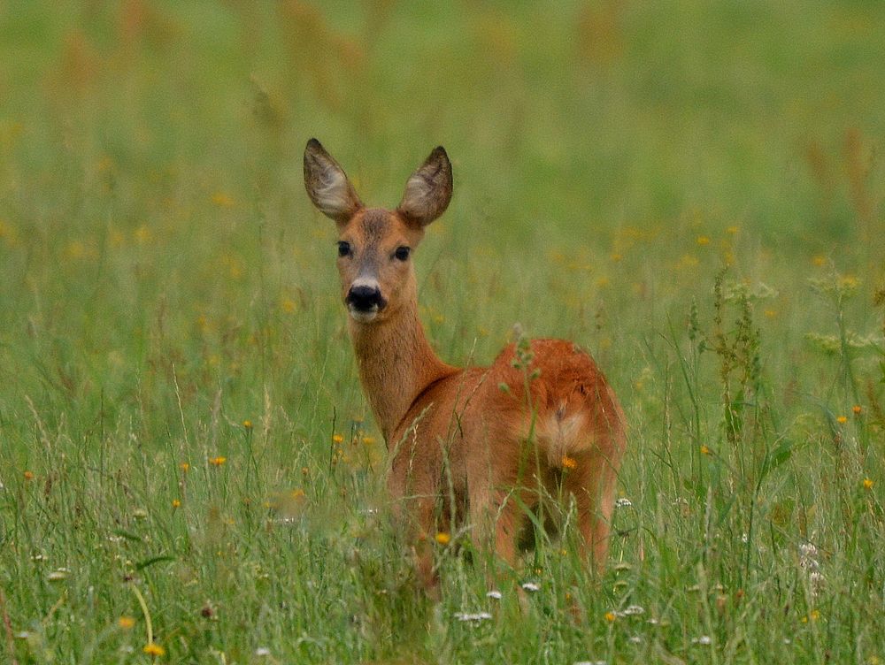 auf der wiese gesehen