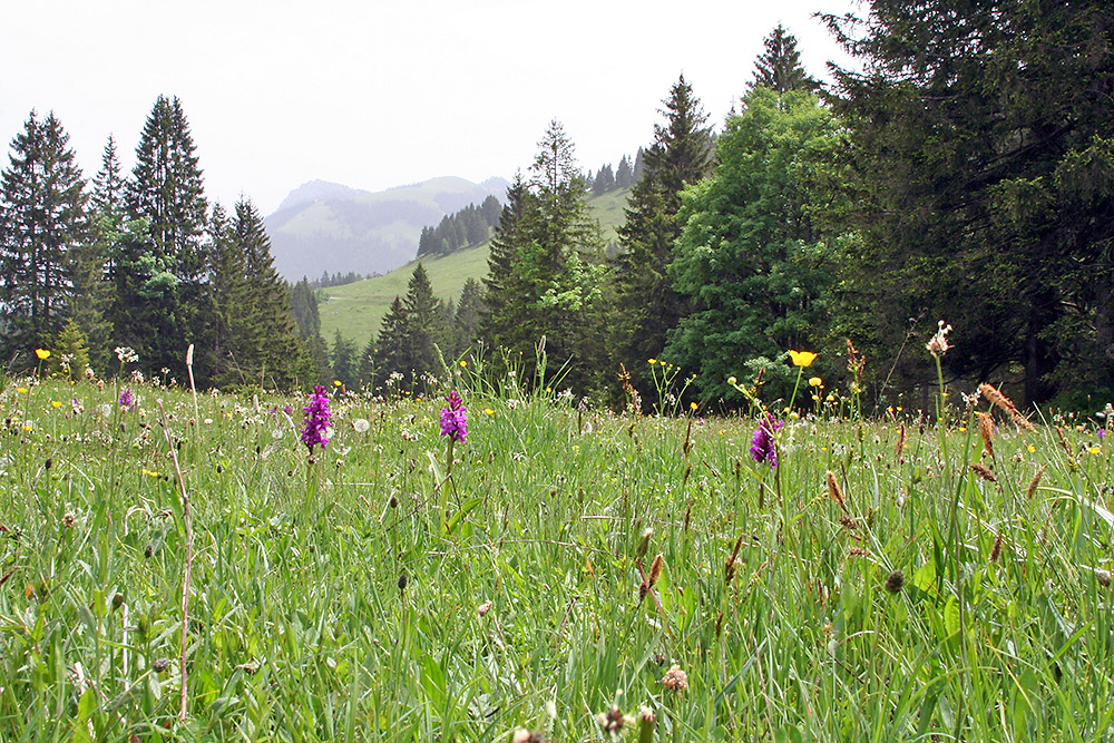 "Auf der Wiese habe ich gelegen" und dabei kein Gras gekaut...