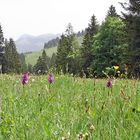 "Auf der Wiese habe ich gelegen" und dabei kein Gras gekaut...