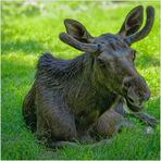 Auf der Wiese haben wir gelegen... 