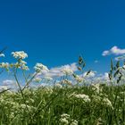 Auf der Wiese haben wir gelegen...