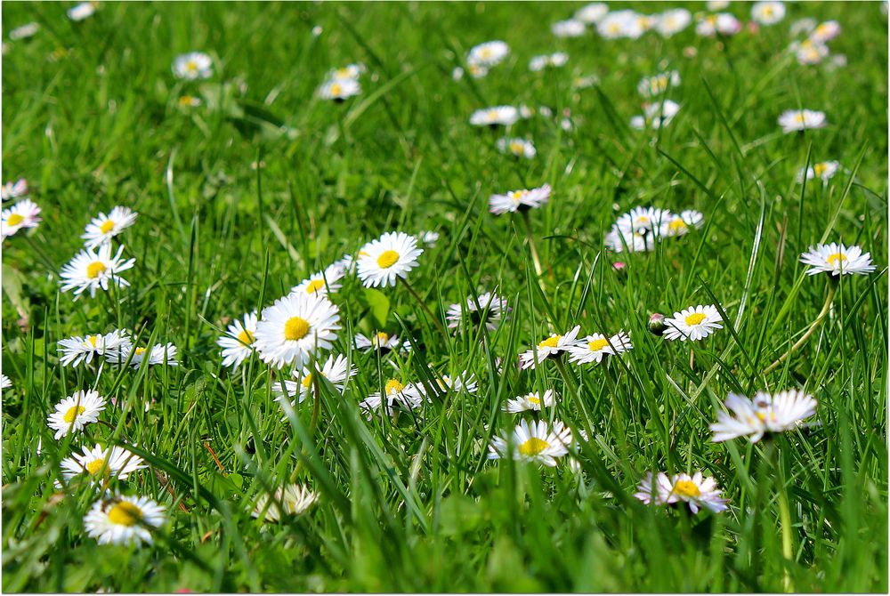 Auf der Wiese haben wir gelegen, und wir haben Gras gekaut,...