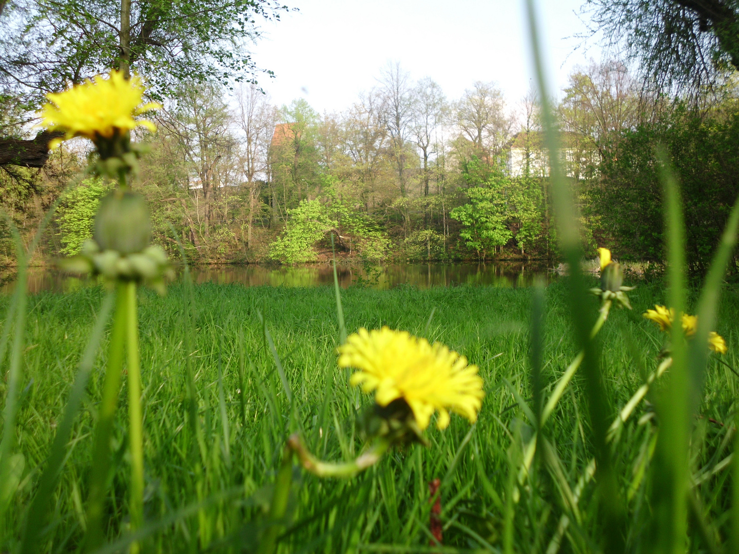 Auf der Wiese haben wir gelegen und wir haben Gras gekaut.