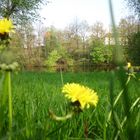 Auf der Wiese haben wir gelegen und wir haben Gras gekaut.