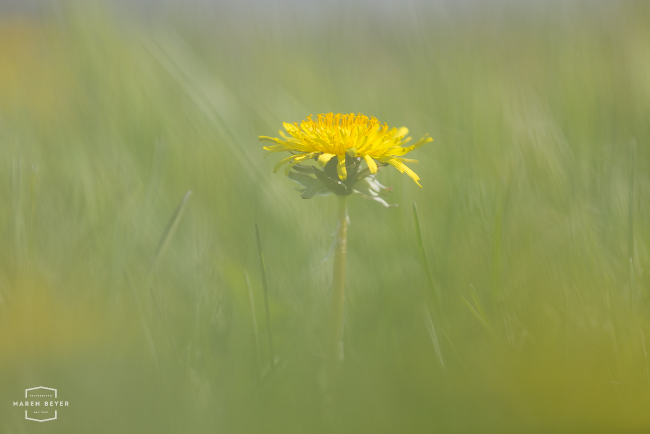 Auf der Wiese II