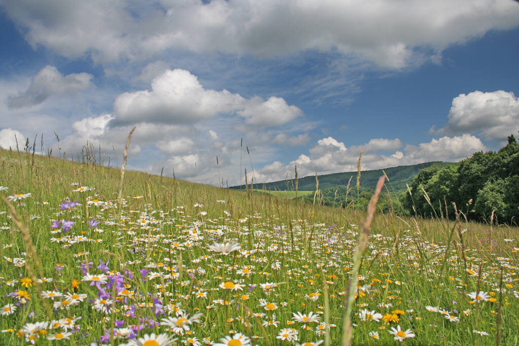 Auf Der Wiese II.