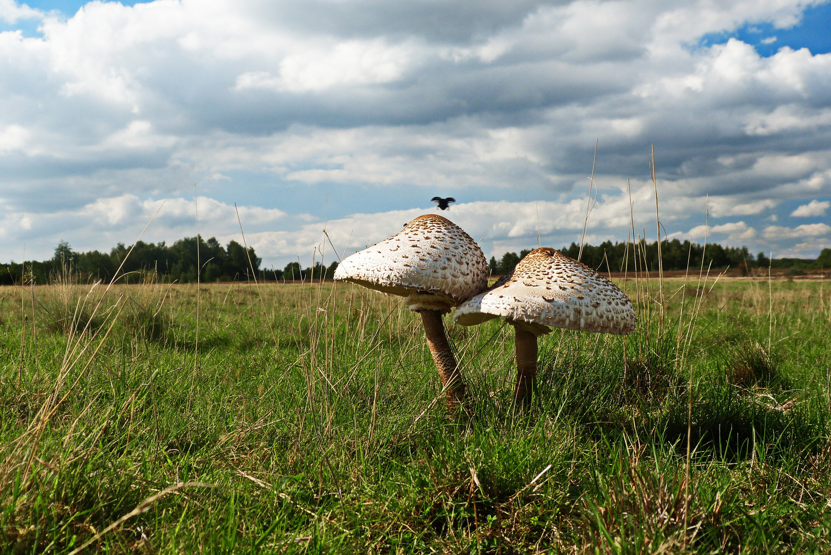 auf der Wiese im Herbst