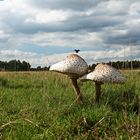 auf der Wiese im Herbst