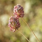 Auf der Wiese ist es Herbst geworden