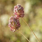 Auf der Wiese ist es Herbst geworden