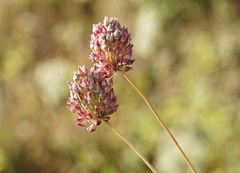 Auf der Wiese ist es Herbst geworden