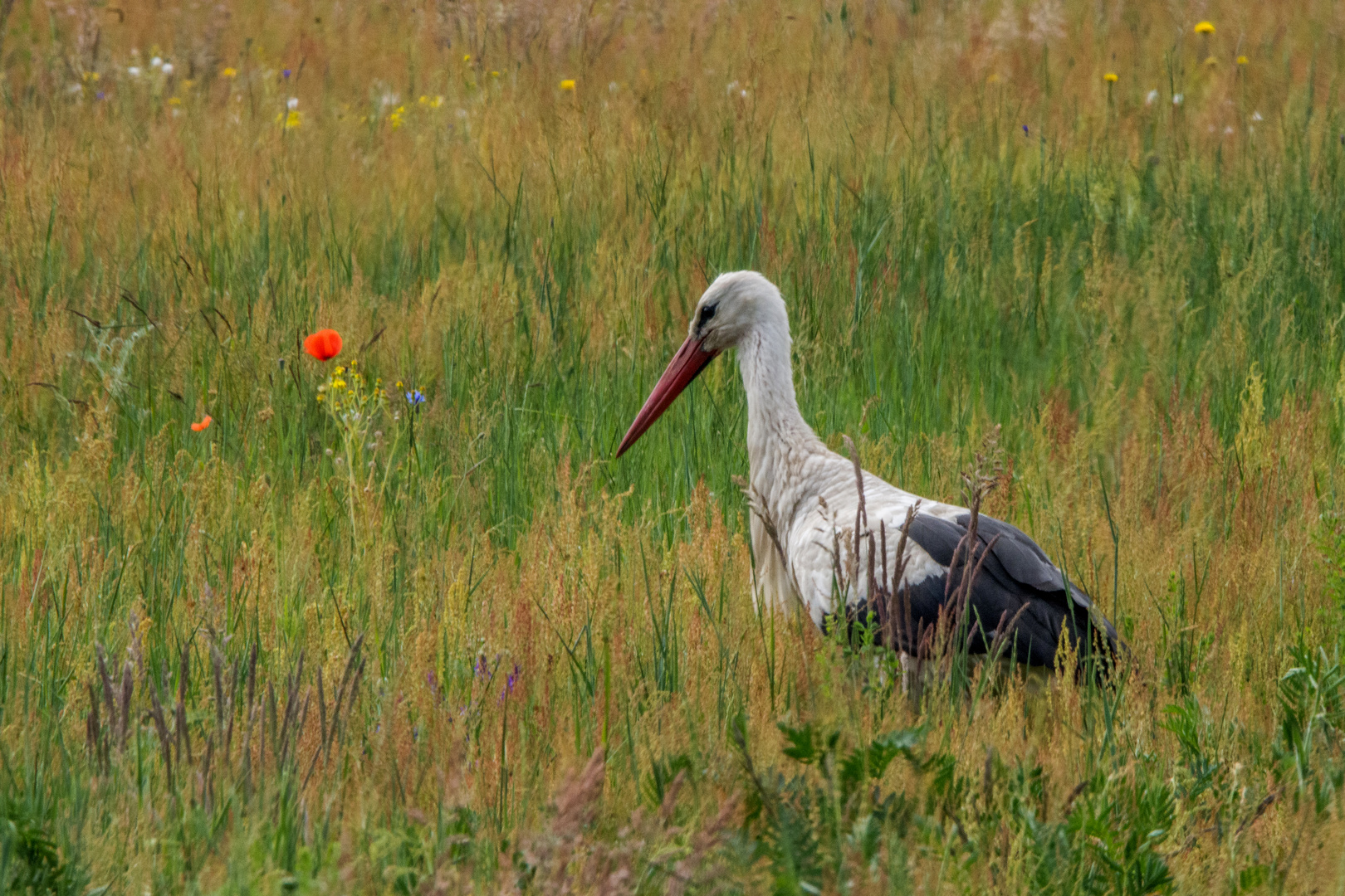 Auf der Wiese ist was los