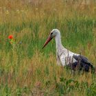 Auf der Wiese ist was los