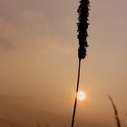 auf der Wiese liegen, bilder schießen und die Sonne genießen