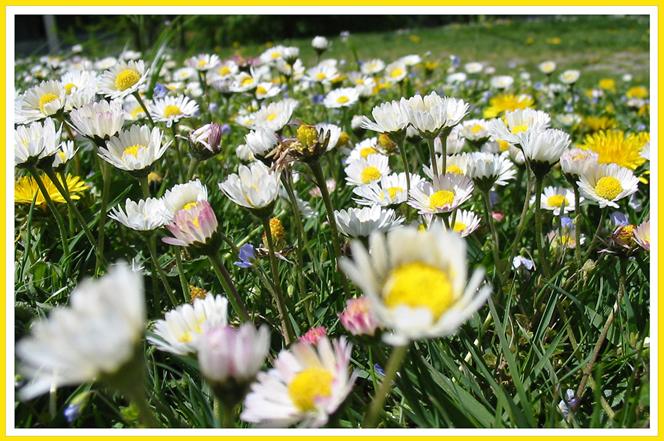 Auf der Wiese liegend...