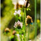 Auf der Wiese: Wiesenklee