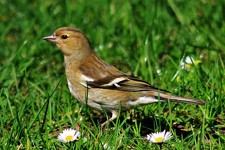 auf der Wiese...ein Buchfink-Weibchen