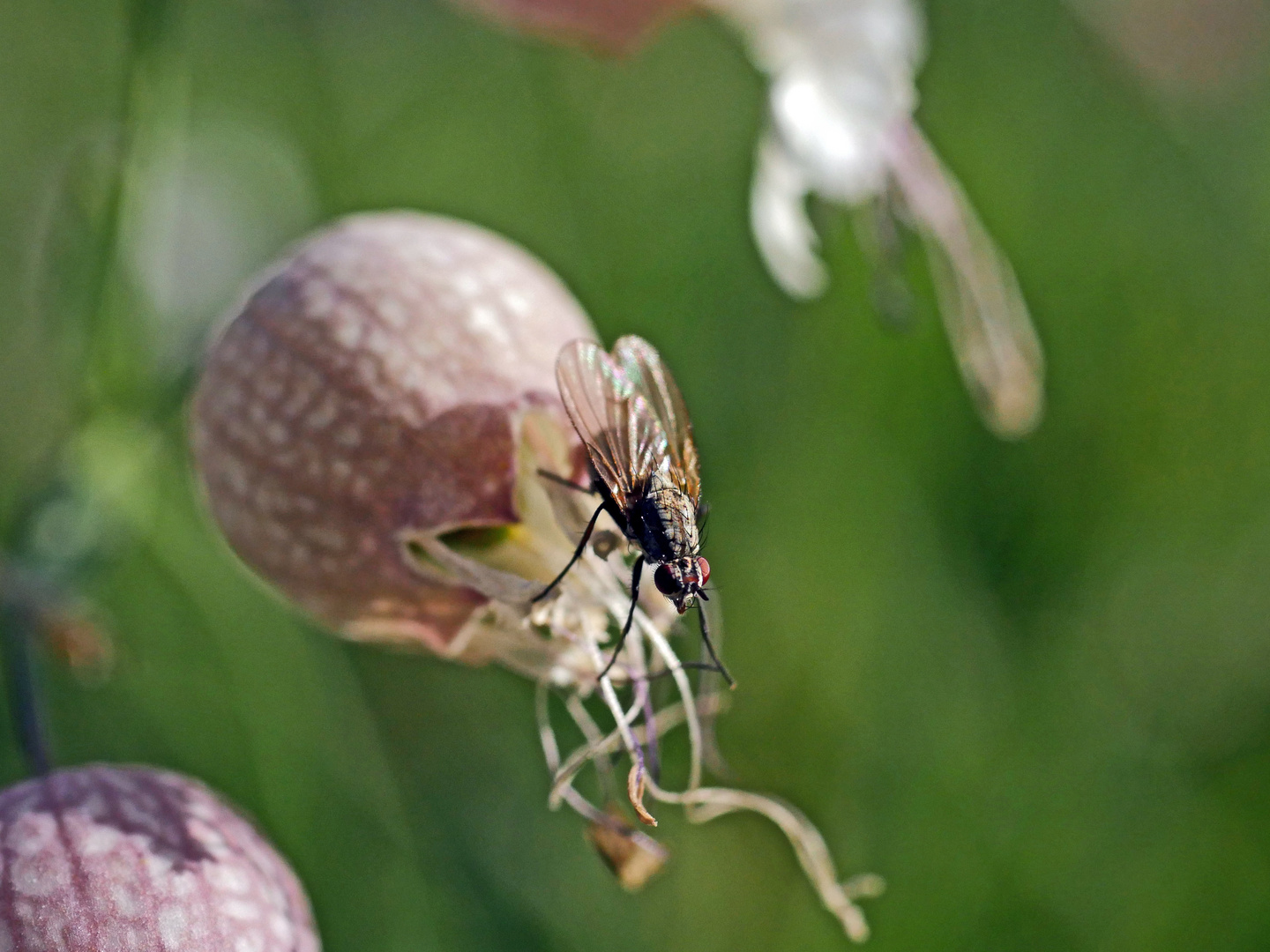 Auf der Wiesenpflanze