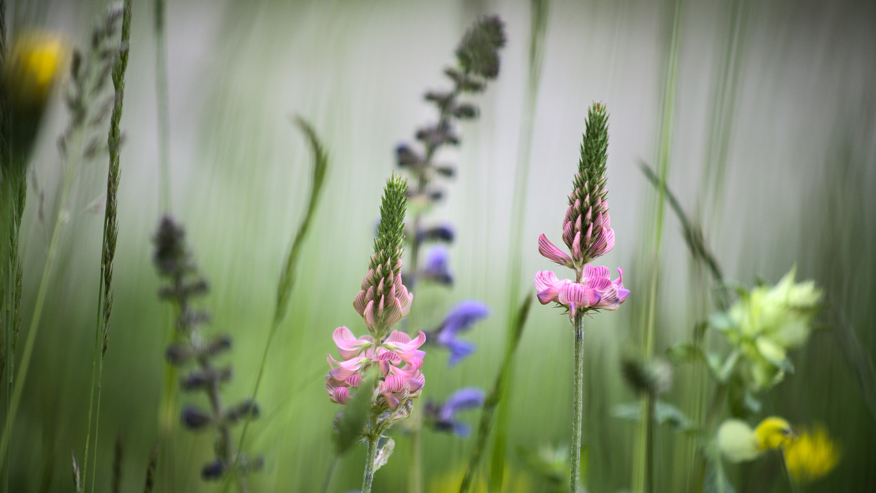 Auf der Wildblumen-Wiese