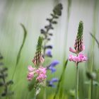 Auf der Wildblumen-Wiese