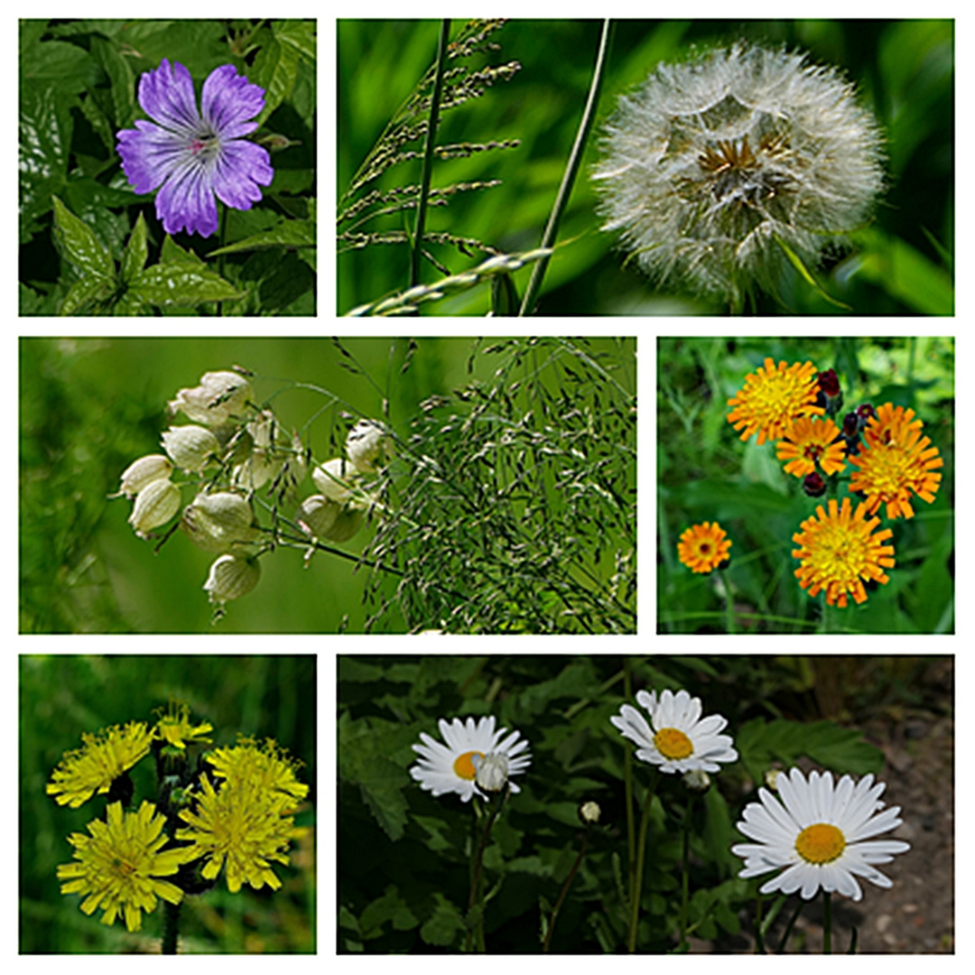 Auf der Wildblumenwiese . . .