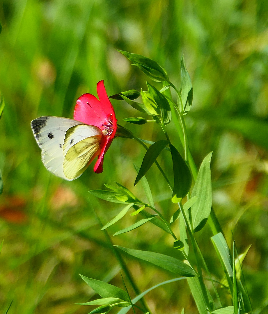 Auf der Wildblumenwiese.