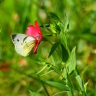 Auf der Wildblumenwiese.