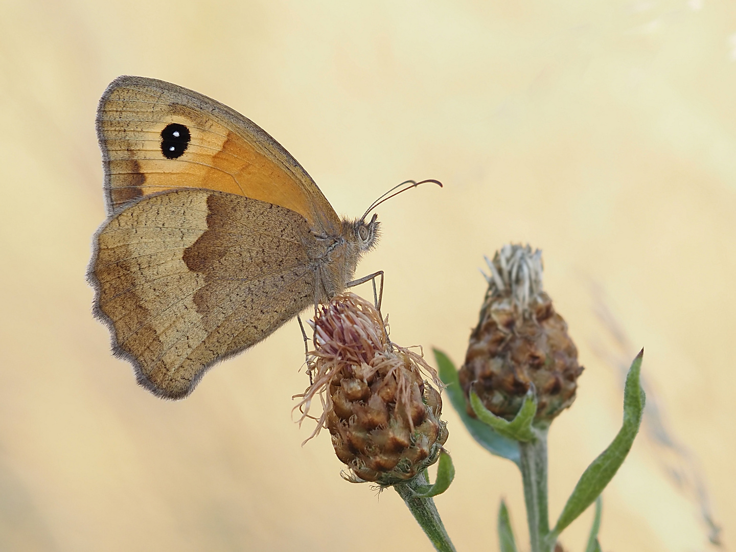 Auf der Wildblumenwiese 2