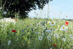 Auf der Wildblumenwiese