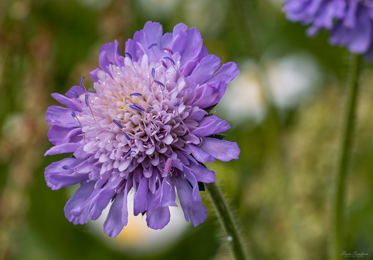 Auf der Wildblumenwiese