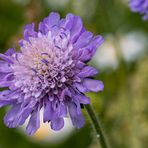 Auf der Wildblumenwiese