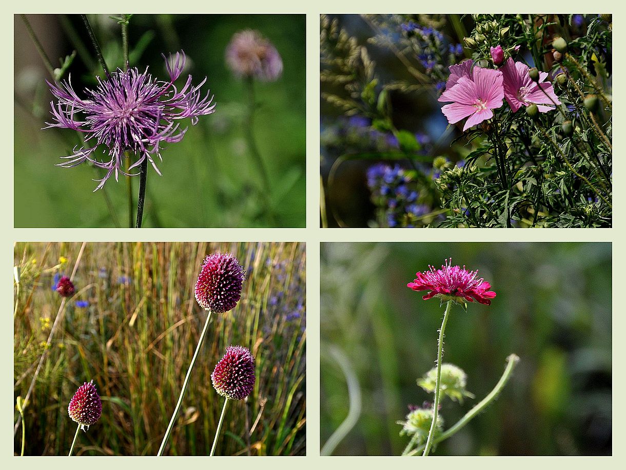 Auf der Wildblumenwiese