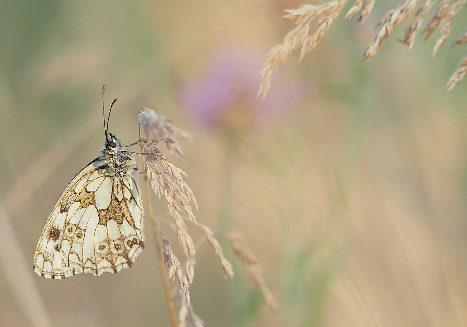 Auf der Wildblumenwiese