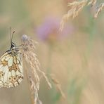 Auf der Wildblumenwiese