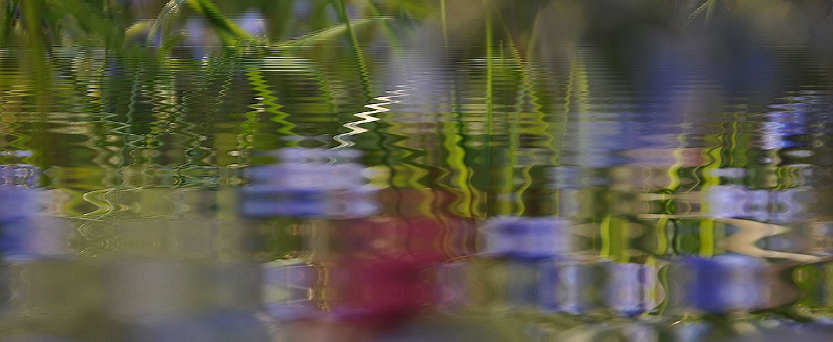 auf der Wildblumenwiese