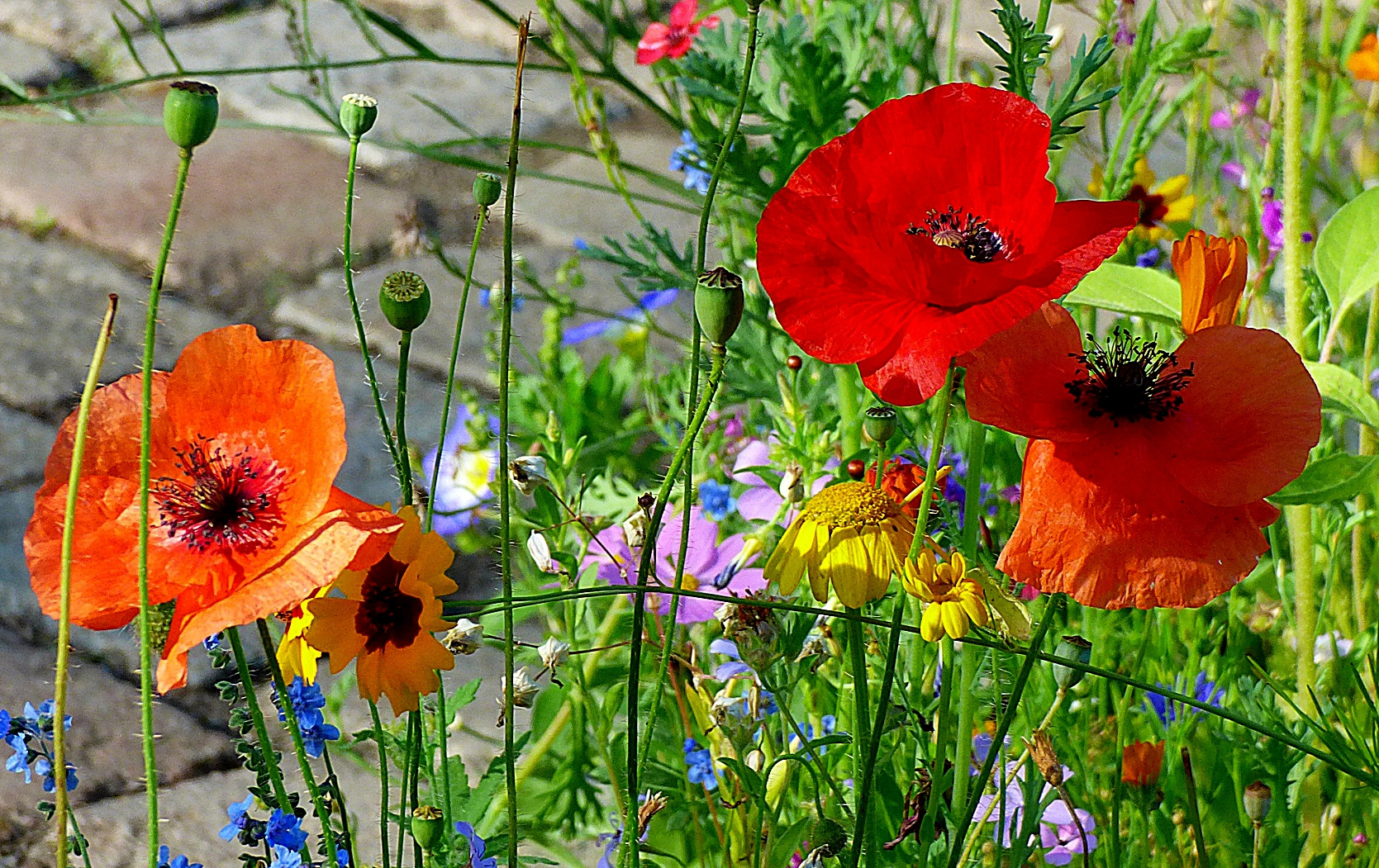 Auf der Wildblumenwiese . . .